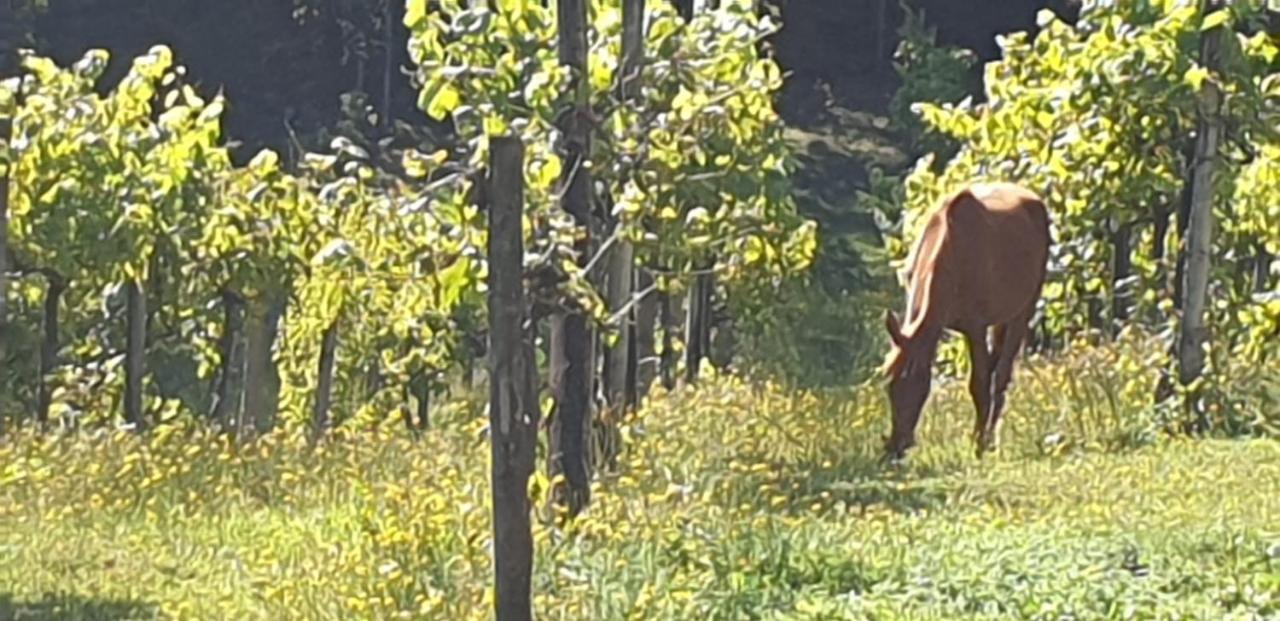 Апартаменти Quinta Da Quinta Вієйра-ду-Міню Екстер'єр фото